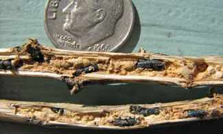 8 weevils
